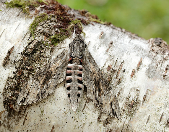 9.004 BF1972 Convolvulus Hawk-moth Agrius convolvuli