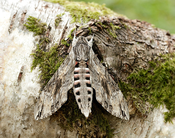 9.004 BF1972 Convolvulus Hawk-moth Agrius convolvuli