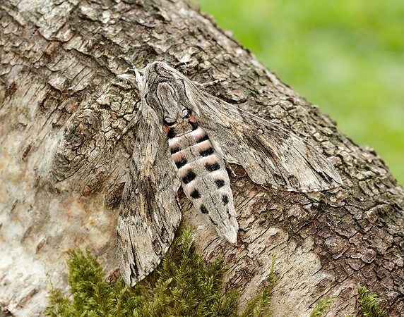 9.004 BF1972 Convolvulus Hawk-moth Agrius convolvuli