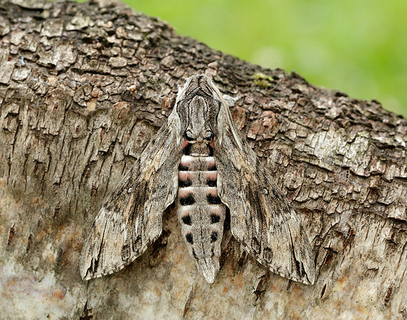 9.004 BF1972 Convolvulus Hawk-moth Agrius convolvuli