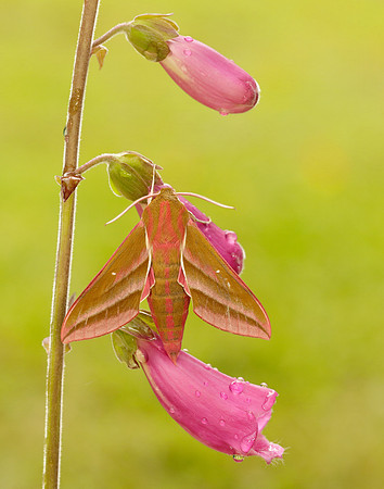 69.016 BF1991 Elephant Hawk-moth Deilephila elpenor