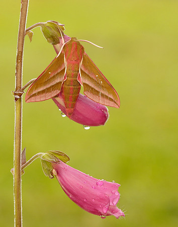 69.016 BF1991 Elephant Hawk-moth Deilephila elpenor