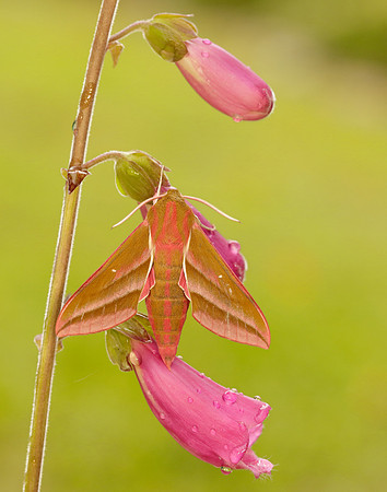 69.016 BF1991 Elephant Hawk-moth Deilephila elpenor