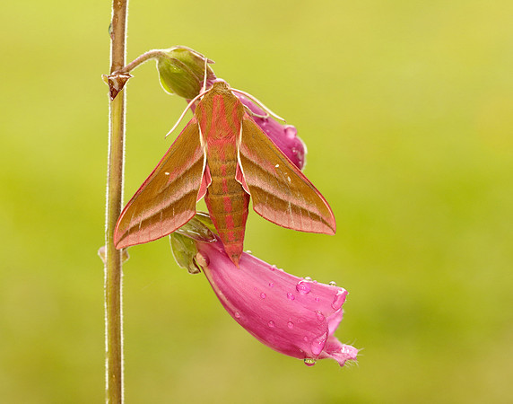 69.016 BF1991 Elephant Hawk-moth Deilephila elpenor