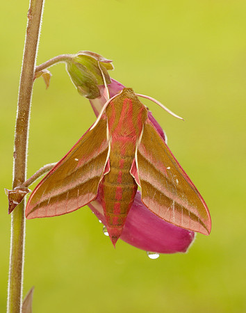 69.016 BF1991 Elephant Hawk-moth Deilephila elpenor