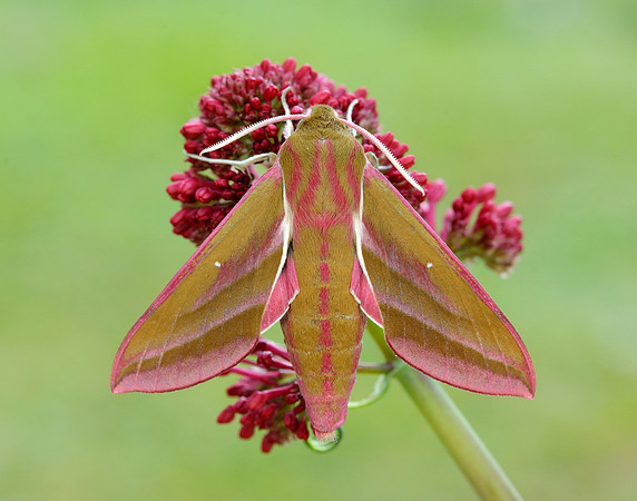 69.016 BF1991 Elephant Hawk-moth Deilephila elpenor