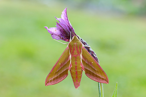69.016 BF1991 Elephant Hawk-moth Deilephila elpenor