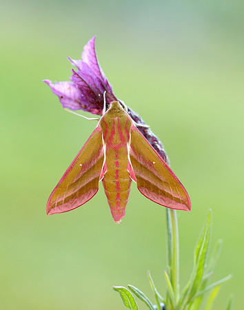69.016 BF1991 Elephant Hawk-moth Deilephila elpenor