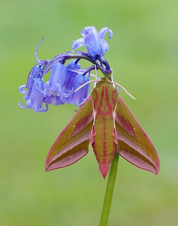 69.016 BF1991 Elephant Hawk-moth Deilephila elpenor