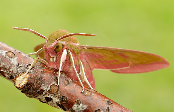 69.016 BF1991 Elephant Hawk-moth Deilephila elpenor
