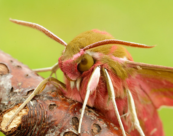 69.016 BF1991 Elephant Hawk-moth Deilephila elpenor
