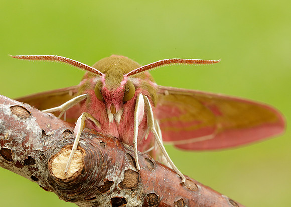 69.016 BF1991 Elephant Hawk-moth Deilephila elpenor