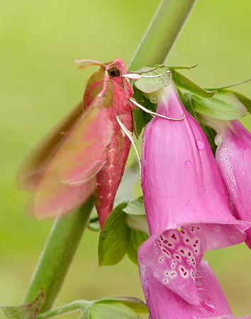 69.016 BF1991 Elephant Hawk-moth Deilephila elpenor