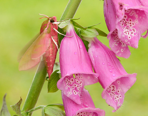 69.016 BF1991 Elephant Hawk-moth Deilephila elpenor