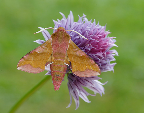 69.017 BF1992 Small Elephant Hawk-moth Deilephila porcellus