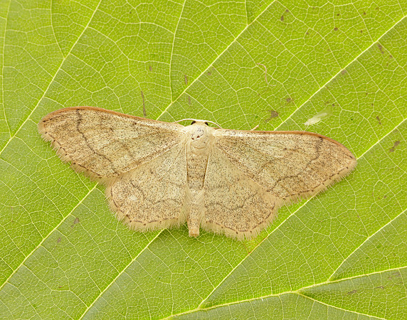 70.016 BF1713 Riband Wave Idaea aversata