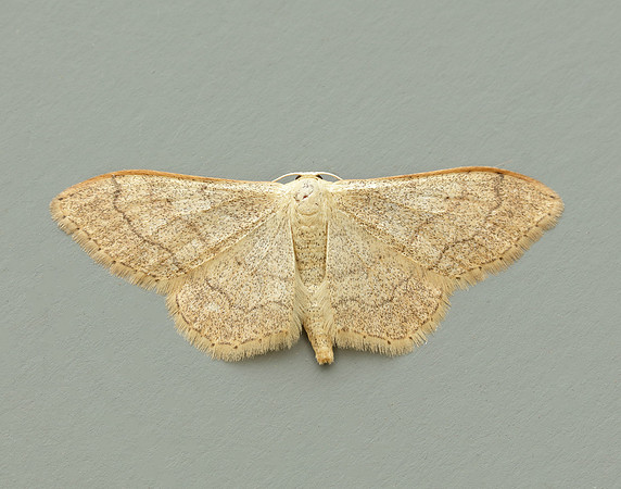 70.016 BF1713 Riband Wave Idaea aversata
