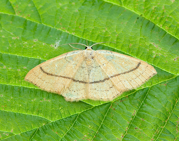 70.037 BF1681 Clay Triple-lines Cyclophora linearia