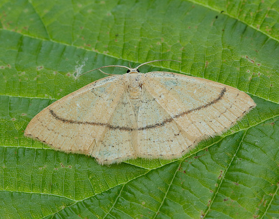 70.037 BF1681 Clay Triple-lines Cyclophora linearia
