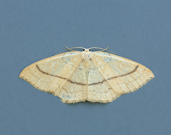 70.037 BF1681 Clay Triple-lines Cyclophora linearia