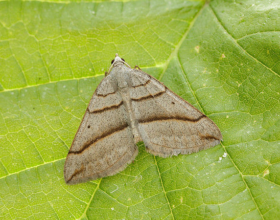 70.041 BF1734 July Belle Scotopteryx luridata