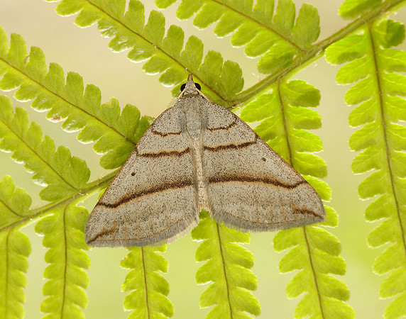 70.041 BF1734 July Belle Scotopteryx luridata