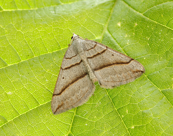 70.041 BF1734 July Belle Scotopteryx luridata