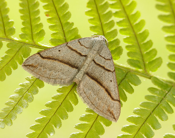 70.041 BF1734 July Belle Scotopteryx luridata
