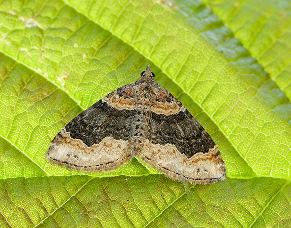 70.052 BF1725 Dark-barred Twin-spot Carpet Xanthorhoe ferrugata
