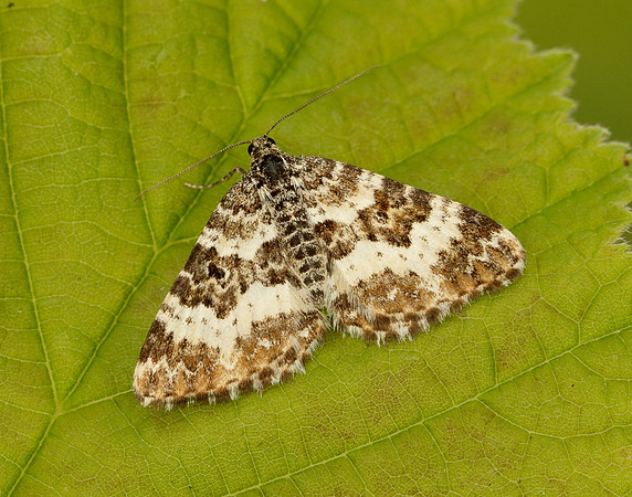 70.060 BF1737 Small Argent & Sable Epirrhoe tristata