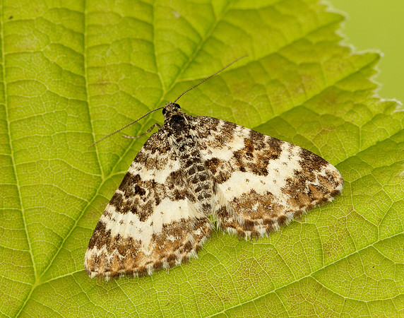 70.060 BF1737 Small Argent & Sable Epirrhoe tristata