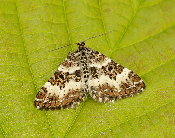 70.060 BF1737 Small Argent & Sable Epirrhoe tristata