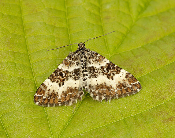 70.060 BF1737 Small Argent & Sable Epirrhoe tristata