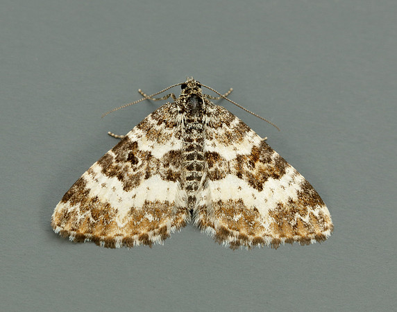 70.060 BF1737 Small Argent & Sable Epirrhoe tristata