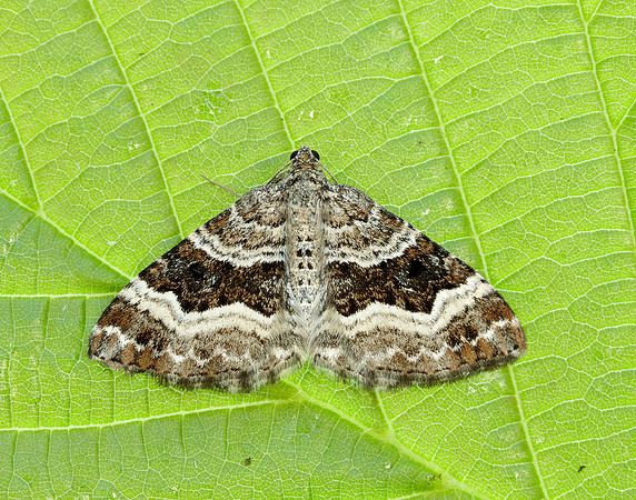 70.061 BF1738 Common Carpet Epirrhoe alternata