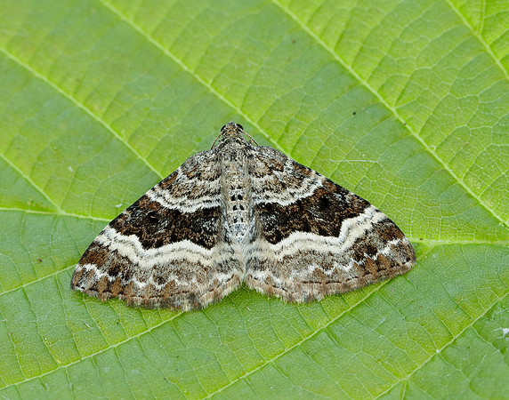 70.061 BF1738 Common Carpet Epirrhoe alternata