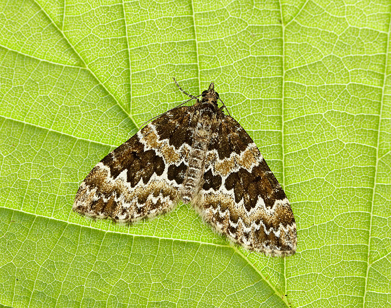 70.086 BF1773 Broken-barred Carpet Electrophaes corylata