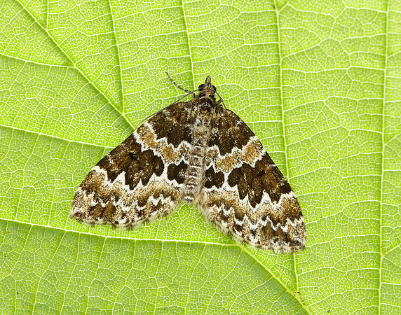 70.086 BF1773 Broken-barred Carpet Electrophaes corylata