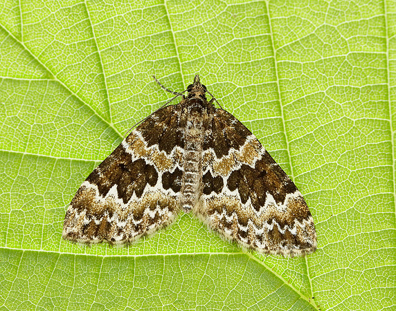 70.086 BF1773 Broken-barred Carpet Electrophaes corylata
