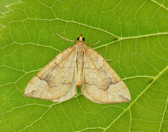 70.091 BF1756 Northern Spinach Eulithis populata