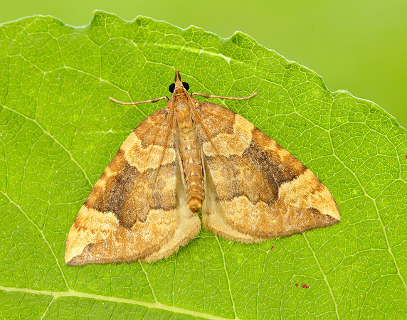70.091 BF1756 Northern Spinach Eulithis populata