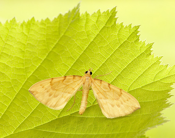 70.093 BF1758 Barred Straw Gandaritis pyraliata