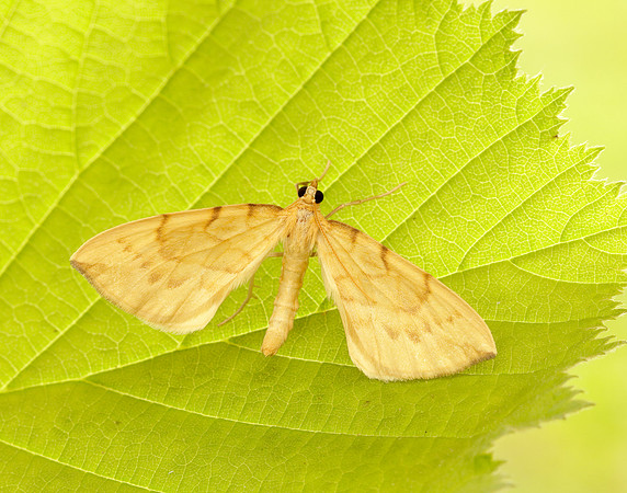 70.093 BF1758 Barred Straw Gandaritis pyraliata