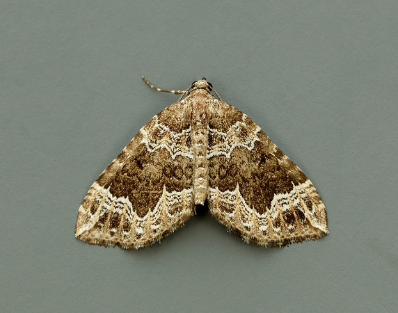 70.104 BF1751 Devon Carpet Lampropteryx otregiata