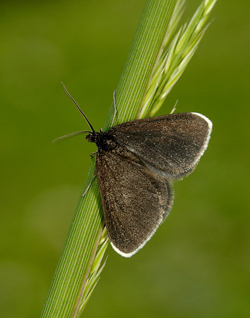 70.130 BF1870 Chimney Sweeper Odezia atrata