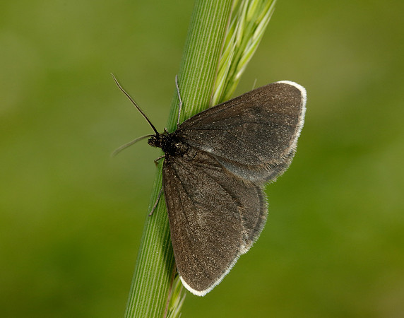 70.130 BF1870 Chimney Sweeper Odezia atrata