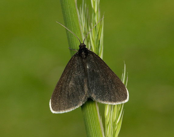 70.130 BF1870 Chimney Sweeper Odezia atrata