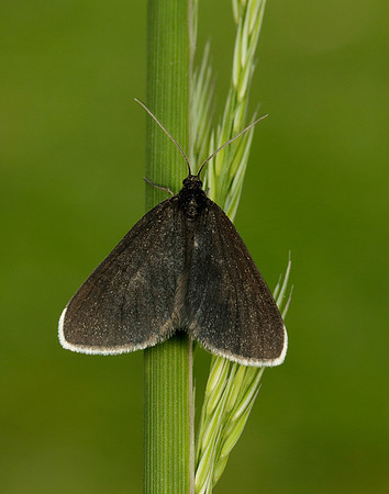 70.130 BF1870 Chimney Sweeper Odezia atrata