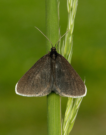 70.130 BF1870 Chimney Sweeper Odezia atrata