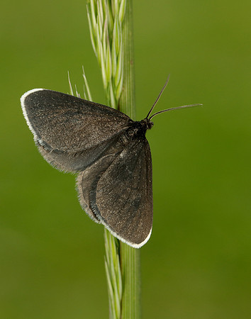 70.130 BF1870 Chimney Sweeper Odezia atrata